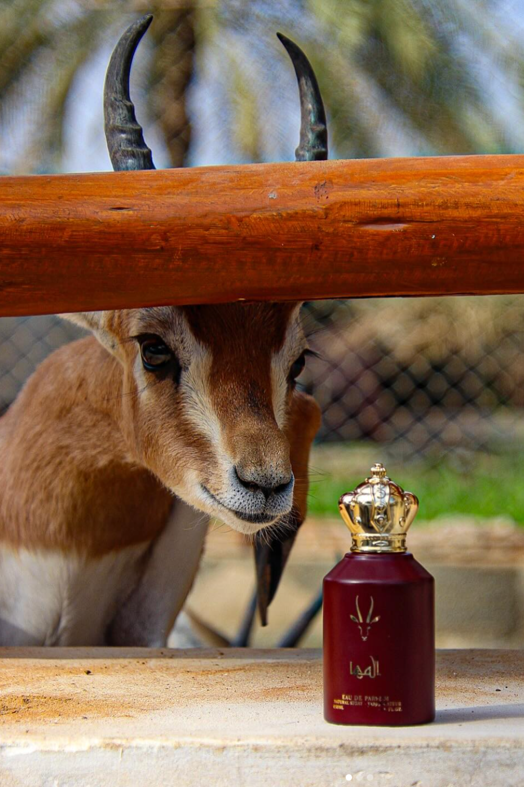 Al Maha | Perfume