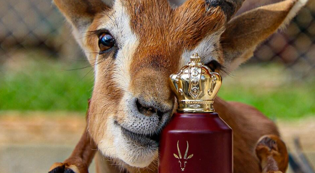 Al Maha | Perfume